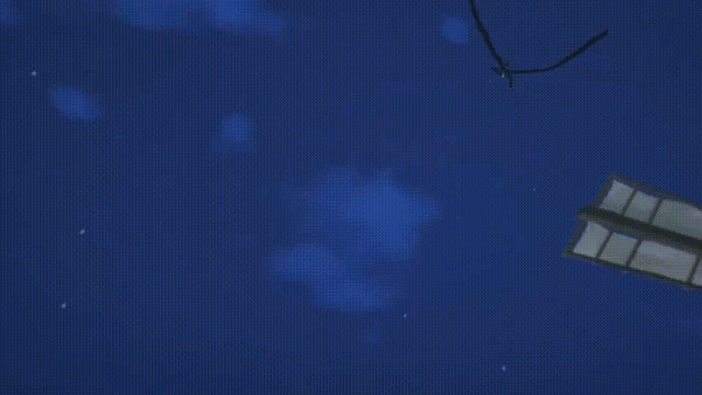 petal_20260314_182632_854_480.gif